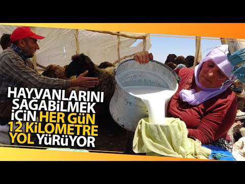 Berivanların Zorlu Mesaisi