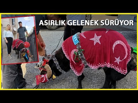 Erzurum’da ‘Gelin Koçu’ Geleneği Devam Ediyor