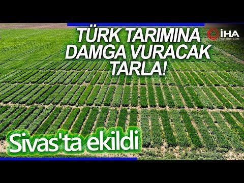 Sivas’taki Bu Tarla Türk Tarımına Damga Vuracak