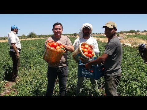 Kilis’te çiftçiler domates hasadına başladı
