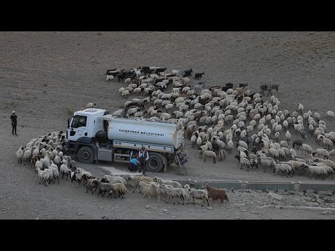 Van’da koyun sürüleri için yaylalara tanker ile su taşınıyor