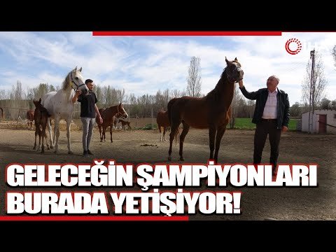 Geleceğin Şampiyon Adayı Safkan Arap Atları Yozgat’ta Yetiştiriliyor