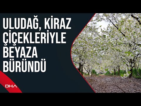 Uludağ, kayak sezonun ardından bu kez de kiraz ağaçlarının açan çiçekleriyle beyaza büründü