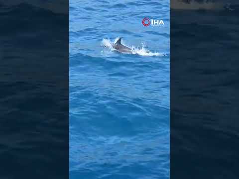 Bodrum'da tekneye sürpriz misafir !