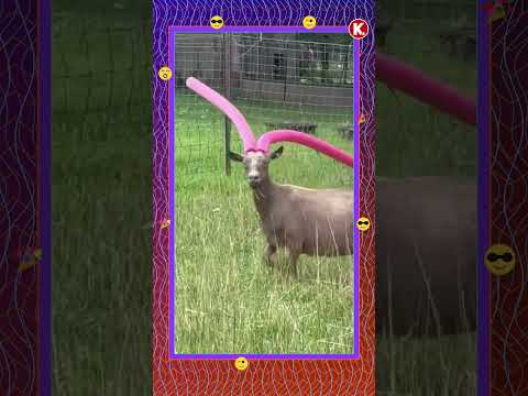 hqdefault