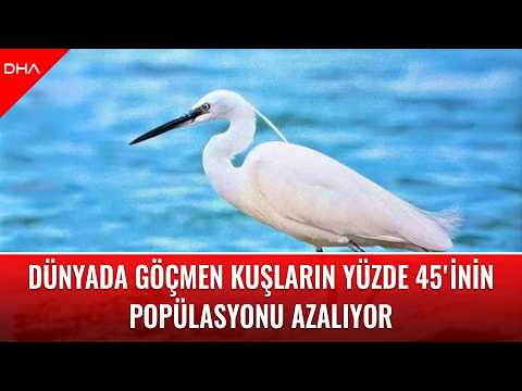 Dünyada göçmen kuşların yüzde 45'inin popülasyonu azalıyor