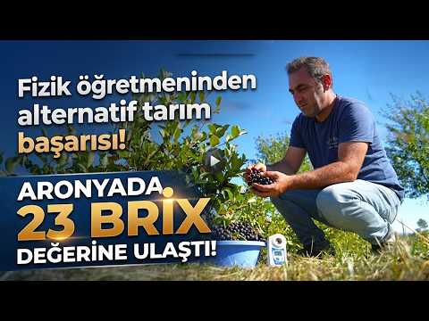 Fizik Öğretmeni Aronyayı Sevdi, Köyünde Bahçe Kurdu! Rekor Değer Elde Etti