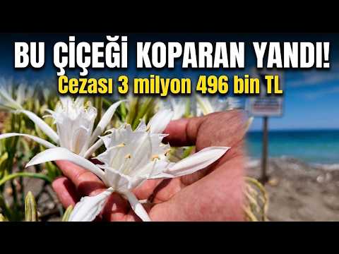 Koparmanın Bedeli 3,5 Milyon TL! Mersin Sahilleri Kum Zambaklarıyla Doldu