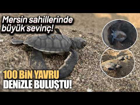 Mersin'den 100 bin yavru 'caretta caretta' Akdeniz'le buluştu iha