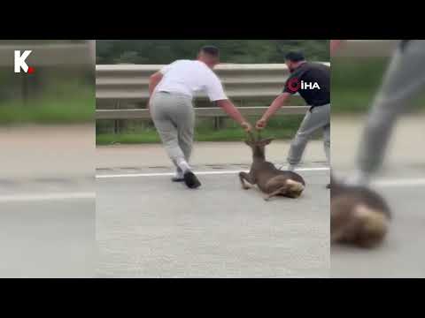 📌Yola düşerek yaralanan geyiğin yardımına koştu